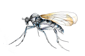 empididac Wiedemannia